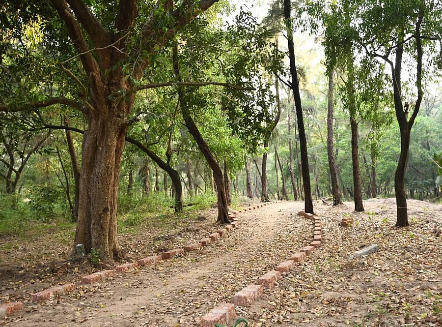 ಕಾರವಾರದ ಕೋಡಿಬಾಗದಲ್ಲಿ ನಿರ್ಮಾಣ ಹಂತದಲ್ಲಿರುವ ಸಾಲುಮರದ ತಿಮ್ಮಕ್ಕ ವೃಕ್ಷ ಉದ್ಯಾನದಲ್ಲಿ ಸ್ಮೃತಿ ವನ ನಿರ್ಮಿಸಲು ಕಾದಿರಿಸಿರುವ ಜಾಗ