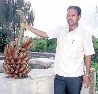 ಕಮಲಾಪೂರದ ಕೆಂಪು ಬಾಳೆ ಕಂಪು