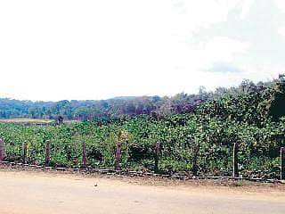 ಕುಪ್ಪಳಿಯಲ್ಲಿ ಕುರೂಪ ಚಟುವಟಿಕೆ