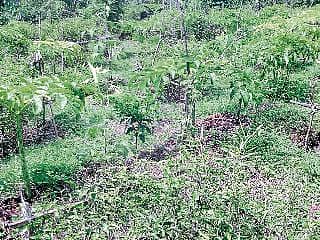 ಮಲ್ಲಿಗೆ ನಡುವೆ ತರಕಾರಿ