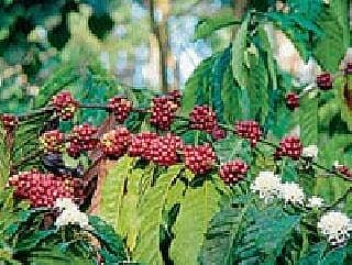 ಕಾಫಿ ಬೆಳೆಗಾರರಿಗೆ ರೂ. 189 ಲಕ್ಷ ಸಹಾಯಧನ