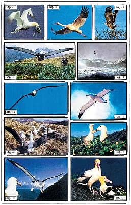 ಆಲ್ಬಟ್ರಾಸ್- ಸೋಜಿಗ