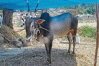 ಸೌಹಾರ್ದ ರತ್ನಪುರಿ ಜಾತ್ರೆ ರಂಗು