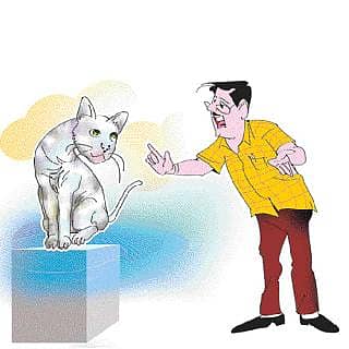 ಕಳ್ಳ ಬೆಕ್ಕು