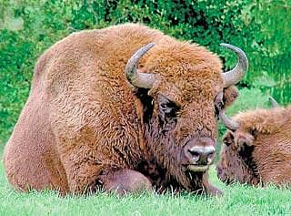 ವೈಸೆಂಟ್