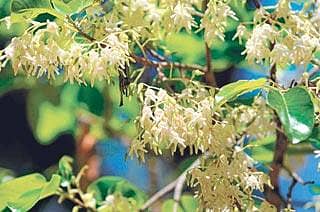 ನಳನಳಿಸುತ್ತಿರುವ ಜಾಲರಿ..