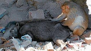 ಸಹಬಾಳ್ವೆಗೊಂದು ಮಾದರಿ