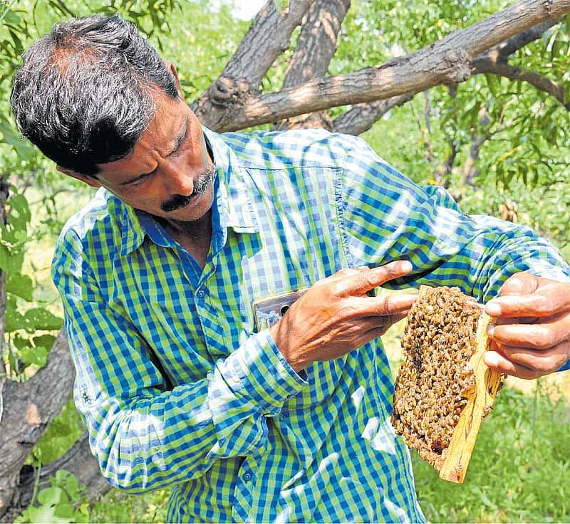 ಬಿಸಿಲ ನಾಡಿನಲ್ಲೂ ಜೇನಿನ ಹೊಳೆ