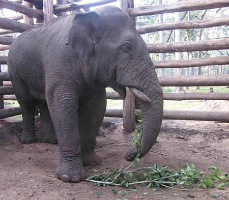 ೋಣಿಕೊಪ್ಪಲು ಬಳಿಯ ಮತ್ತಿಗೋಡು ಸಾಕಾನೆ ಶಿಬಿರದಲ್ಲಿ ಬಂಧಿಯಾಗಿರುವ ಸಕಲೇಶಪುರದ ಪುಂಡಾನೆ.