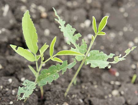 ಬೂದಿ ಮೂತಿ ಹುಳುವಿನ ಬಾಧೆಗೆ ಒಳಗಾಗಿರುವ ತೊಗರಿ ಸಸಿ