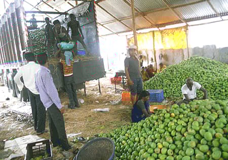 ಸಂತೇಬೆನ್ನೂರಿನ ಸಾಸಲು ರಸ್ತೆಯ ಮಾವಿನ ಮಂಡಿಯಲ್ಲಿ ಆಲ್ಫೋನ್ಸೊ ಮಾವನ್ನು ಹೊರ ರಾಜ್ಯಗಳಿಗೆ ರವಾನಿಸಲು ಲಾರಿಗೆ ತುಂಬುತ್ತಿರುವ ದೃಶ್ಯ.