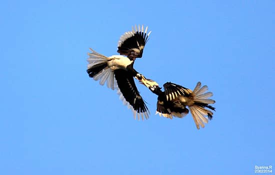 ಕೈಗಾ ಸುತ್ತಮುತ್ತಲಿನ ಪರಿಸರದಲ್ಲಿ ಕ್ಯಾಮೆರಾ ಕಣ್ಣಿಗೆ ಸೆರೆಯಾದ ಮಲಬಾರ್‌ ಹಾರ್ನ್‌ಬಿಲ್‌ (ಸಂಗ್ರಹ ಚಿತ್ರ)