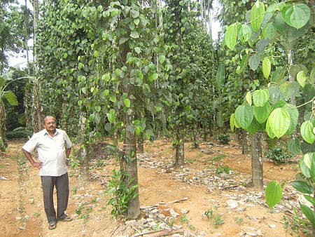 ಹೊಸನಗರ ಸಮೀಪದ ಮಳವಳ್ಳಿಯ ಜಗದೀಶ್ ಅವರ ತೋಟ