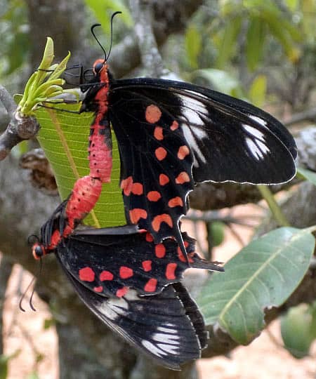 ಚಿಟ್ಟೆಯ ಕರಾಳ ಮುಖದ ಅನಾವರಣ