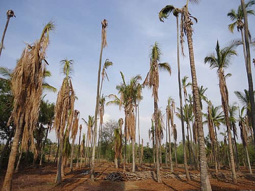 ಬರ, ರೋಗ: ರೂ 800 ಕೋಟಿಗೂ ಹೆಚ್ಚು ನಷ್ಟ