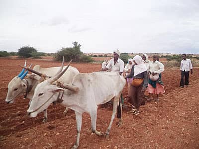 ಚಳ್ಳಕೆರೆ ತಾಲ್ಲೂಕಿನಾದ್ಯಂತ ಗುರುವಾರದಿಂದ ತುಂತುರು ಮಳೆ ಬಿದ್ದ ಪರಿಣಾಮ ರೈತರು ಶುಕ್ರವಾರ ಅಲ್ಲಲ್ಲಿ ಶೇಂಗಾ ಬಿತ್ತನೆಗೆ ಚಾಲನೆ ನೀಡಿರುವ ದೃಶ್ಯ.