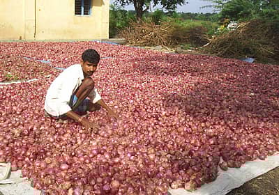 ಬಯಲು ಪ್ರದೇಶದಲ್ಲಿ ಹಾಕಿ ಹಸ ಮಾಡುತ್ತಿರುವ ರೈತ