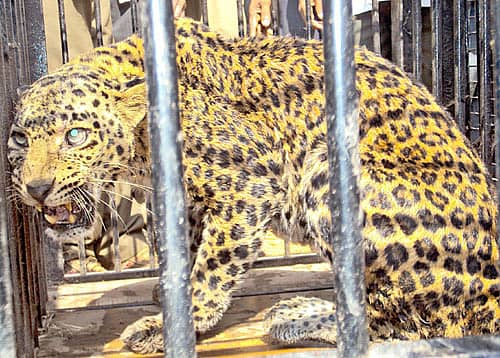 ಅಂಕೋಲಾದ ಹಿಚ್ಕಡದಲ್ಲಿ ಗುರುವಾರ ರಾತ್ರಿ ಅರಣ್ಯ ಇಲಾಖೆಯವರು ಇಟ್ಟಿದ್ದ ಬೋನಿಗೆ ಬಿದ್ದ ಗಂಡು ಚಿರತೆ