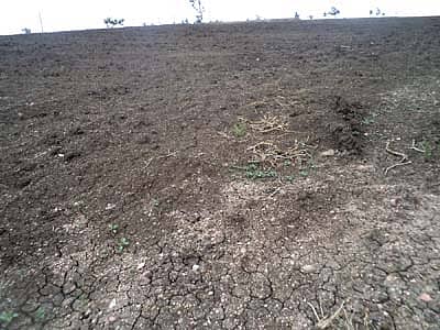 ಮಳೆಯಿಲ್ಲದ ಪರಿಣಾಮ ಕಣ್ಣು ಹಾಯಿಸಿದಷ್ಟು ದೂರ ಕಾಣುವ ಒಣಭೂಮಿ.