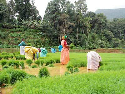ನಾಪೋಕ್ಲು ಸಮೀಪದ ನೆಲಜಿ ಗ್ರಾಮದ ಅಪ್ಪುಮಣಿಯಂಡ ರಘು ಸುಬ್ಬಯ್ಯ ಅವರ ಗದ್ದೆಯಲ್ಲಿ ಬತ್ತದ ಸಸಿಮಡಿಯಿಂದ ನಾಟಿಗಾಗಿ ಅಗೆ ತೆಗೆಯುತ್ತಿರುವ ಮಹಿಳೆಯರು