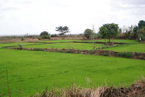 ಕೆಂಭಾವಿ ಸಮೀಪ ಬೇಸಿಗೆ ಬೆಳೆಗೆ ಭತ್ತದ ಸಸಿಗಳನ್ನು ತಯಾರಿಸುತ್ತಿರುವುದು