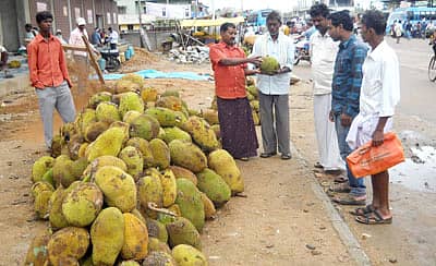 ಹೊಳಲ್ಕೆರೆಯಲ್ಲಿ ಗುರುವಾರ ಏಕಾದಶಿ ಹಿನ್ನೆಲೆಯಲ್ಲಿ ಹಲಸಿನ ಹಣ್ಣಿನ ವ್ಯಾಪಾರ ಭರ್ಜರಿಯಾಗಿ ನಡೆಯಿತು.