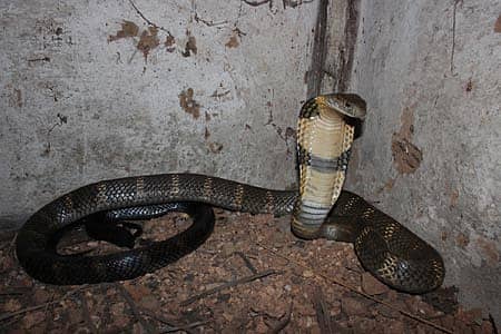 ಕಾಳಿಂಗ ಸರ್ಪ