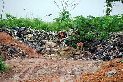 ಮಂಗಳೂರು ಹೊರವಲಯದ ಪಚ್ಚನಾಡಿಯಲ್ಲಿ ಮಾಂಸ ತ್ಯಾಜ್ಯ ಹಾಕುವ ತಾತ್ಕಾಲಿಕ ಸ್ಥಳ.