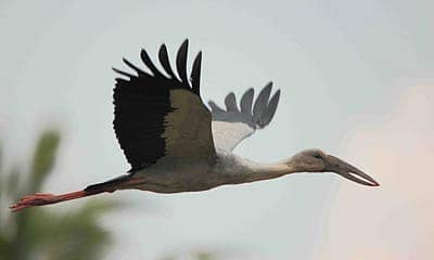 ಅಕ್ಕಿಆಲೂರಿನ ಐತಿಹಾಸಿಕ ಈಶ್ವರ ದೇವರ ಕೆರೆಯಲ್ಲಿ ಹಕ್ಕಿಗಳ ಕಲರವ ಕ್ಯಾಮರಾ ಕಣ್ಣಿಗೆ ಕಾಣಿಸಿದ್ದು ಹೀಗೆ...