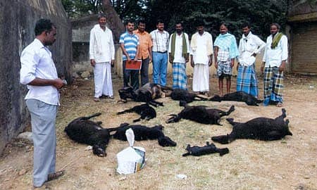 ಹಾವೇರಿ ತಾಲ್ಲೂಕಿನ ಹಿರೇಲಿಂಗದಹಳ್ಳಿ ಗ್ರಾಮದಲ್ಲಿ ನಿಗೂಢ ಕಾಯಿಲೆಯಿಂದಾಗಿ ಮೃತಪಟ್ಟ ಕುರಿಗಳನ್ನು ವೀಕ್ಷಿಸುತ್ತಿರುವ ತಾಲ್ಲೂಕು ಪಶು ವೈದ್ಯಾಧಿಕಾರಿಗಳು.