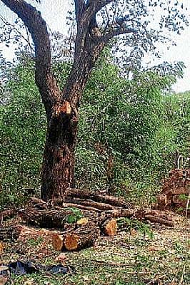 ಅವ್ಯಾಹತವಾಗಿ ಸಾಗಿದ ಮರಗಳ ಮಾರಣ ಹೋಮ