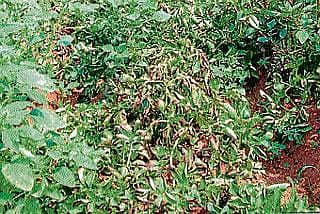 ಆಲೂಗಡ್ಡೆಗೆ ಅಂಗಮಾರಿ ಬಾಧೆ