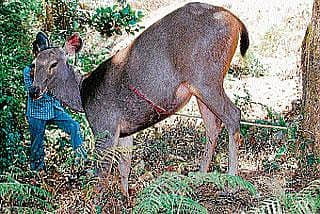 ಗಾಯಗೊಂಡ ಕಡವೆಗೆ ಸೂಕ್ತ ಆರೈಕೆ