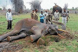 ಎಚ್.ಡಿ.ಕೋಟೆ: ಚಿಕಿತ್ಸೆಗೆ ಸ್ಪಂದಿಸದೆ ಆನೆ ಸಾವು