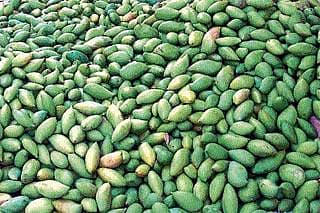 ಬಿರುಗಾಳಿಗೆ ಸಿಕ್ಕಿದ ಮಾವು: 50 ಕೆ.ಜಿ ಮಾವು 20 ರೂಪಾಯಿ!