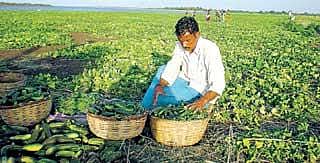 ಹಿನ್ನೀರ ಹೊಲಗಳಲ್ಲಿ ಬೆಳೆಯುವ ಸಾಹಸ