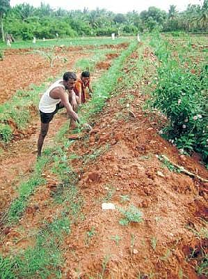 ಬದುಗಳ ಮೇಲೆ ತೊಗರಿ