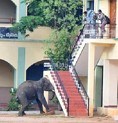 ಮದಗಜ ತಾಂಡವ, ಮೈಸೂರು ತಲ್ಲಣ