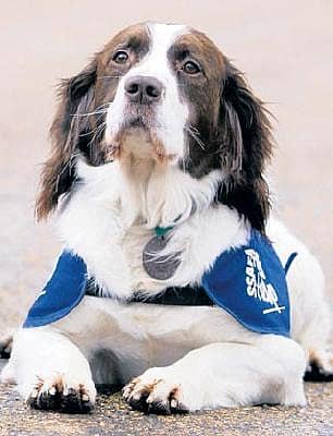 ನಾಯಿಗೂ ಶಾಲೆ