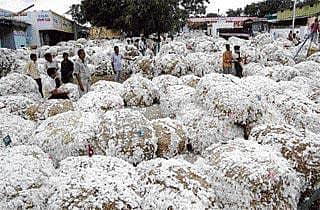 ಹತ್ತಿ ಬೆಳೆಗಾರರ ಸಂಕಷ್ಟ