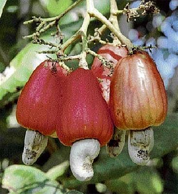 ಗೇರು ಉದ್ಯಮ; ಹಾದಿ ದುರ್ಗಮ