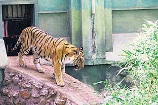 ಅಗಸ್ತ್ಯ ಈಗ ದೋನಿಯ ದತ್ತು ಪುತ್ರ