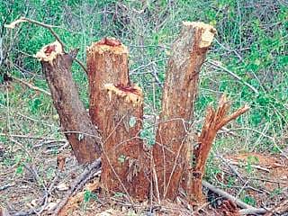 ಗಡಿಯಲ್ಲಿ ಸುಜ್ಜಿಲು ಅವ್ಯಾಹತ ಲೂಟಿ!