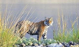 ಕುದುರೆಮುಖ: ಹುಲಿ ಸಂರಕ್ಷಿತ ಪ್ರದೇಶ