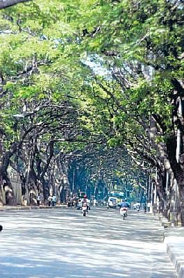 ಮರಕ್ಕೆ ಆಪತ್ತು