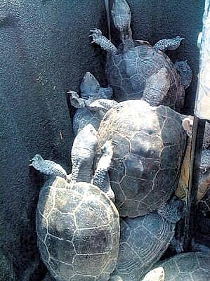 ರನ್ವೇ ಮೇಲೆ ತೆವಳಿದ ಆಮೆಗಳು!