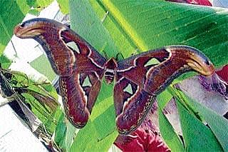 ಆಕರ್ಷಕ ಚಿಟ್ಟೆ