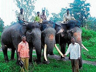 ಗಜಪಡೆಯ 2ನೇ ತಂಡ ನಾಳೆ ಮೈಸೂರಿಗೆ