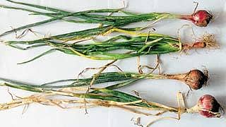 ಈರುಳ್ಳಿ ಬೆಳೆಗೆ ರೋಗವೇ?