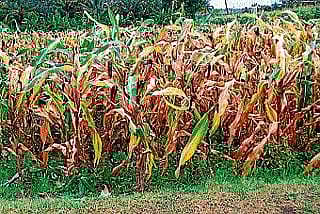 ಮಳೆ ಆಸೆ ಕೈಬಿಟ್ಟ ರೈತ; ನೆಲ ಹಿಡಿದ ಬೆಳೆ